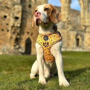 beagle dog harness