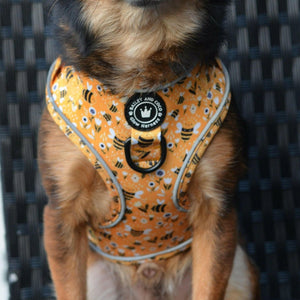 Adjustable Glow Harness® - Wanna - Bee - Bailey and Coco (UK)
