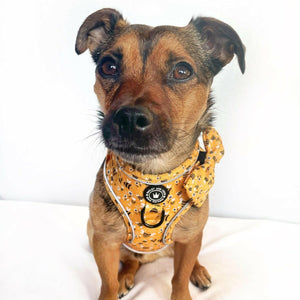 Adjustable Glow Harness® - Wanna - Bee - Bailey and Coco (UK)