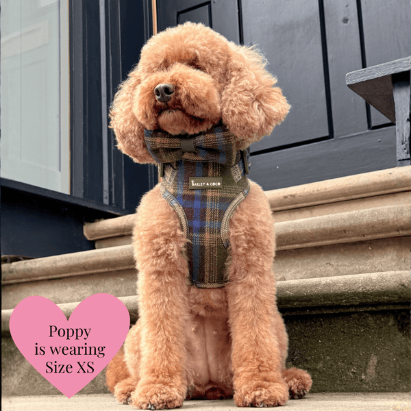Adjustable Tweed Dog Harness & Mini Lead Set - Colour Drops - Mayfair Tweed - Bailey and Coco (UK)