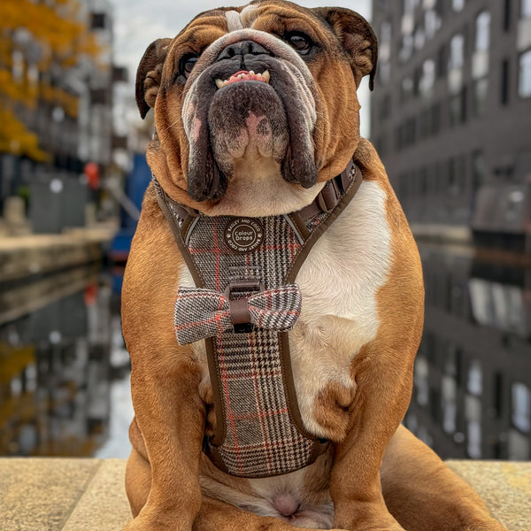 Loved by bulldog parents across the UK