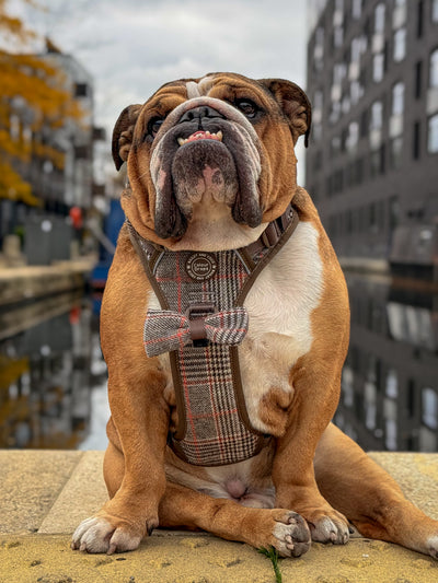 English Bulldog