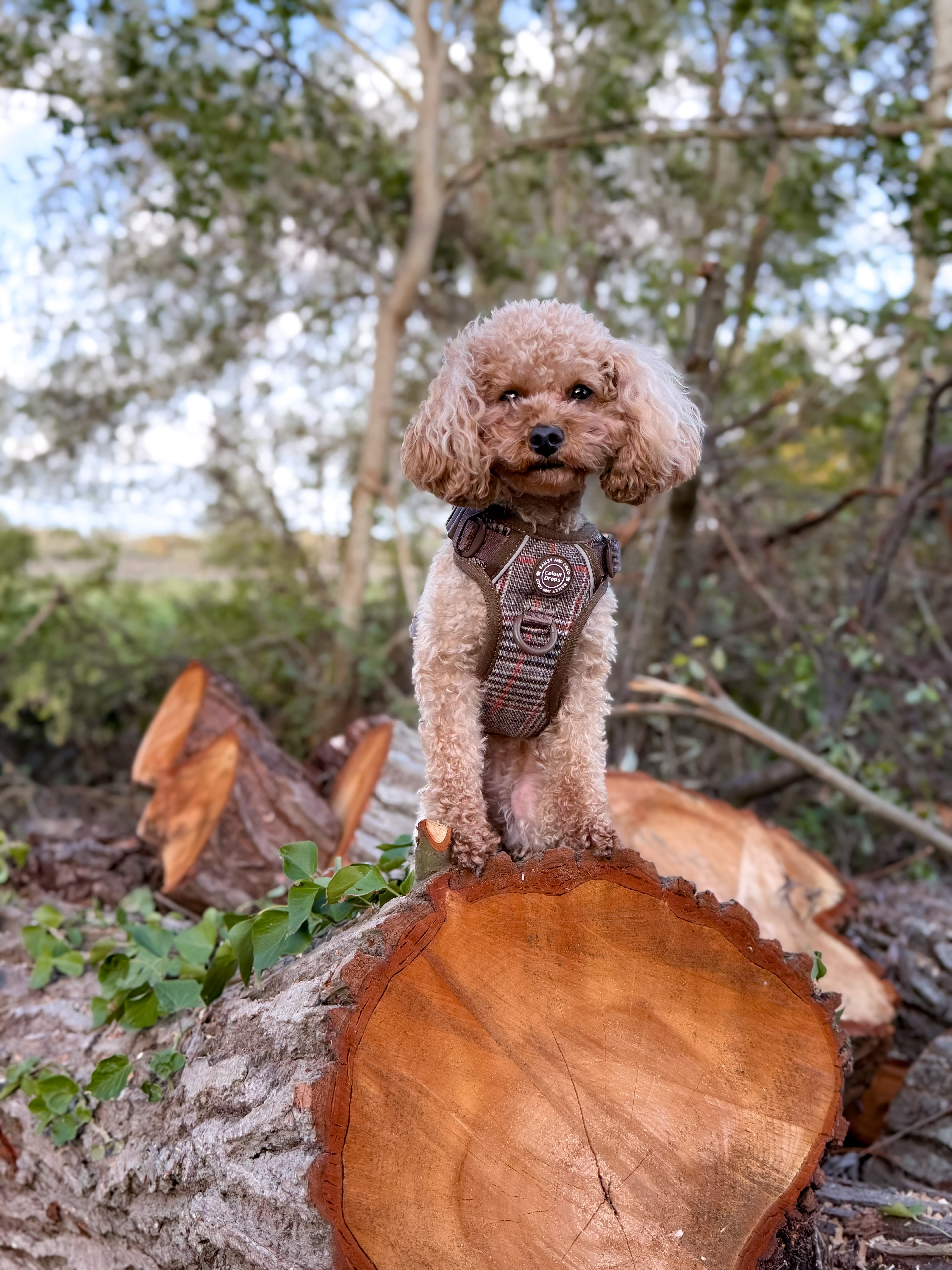 Toy Poodle wearing a Heritage Plaid dog harness from Bailey and Coco in a woodland setting