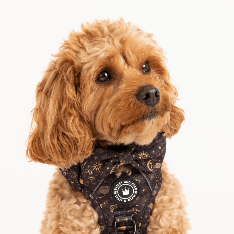 Bow Tie - Celestial - Bailey and Coco (UK)