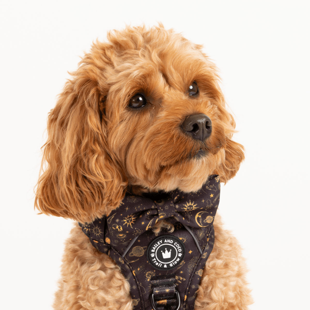 Bow Tie - Celestial - Bailey and Coco (UK)