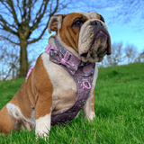 Bow Tie - Colour Drops - Be Unique Unicorn - Bailey and Coco (UK)