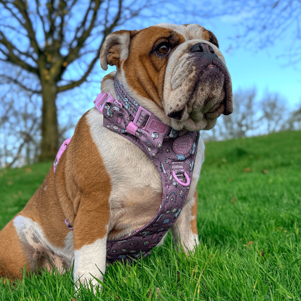 Bow Tie - Colour Drops - Be Unique Unicorn - Bailey and Coco (UK)