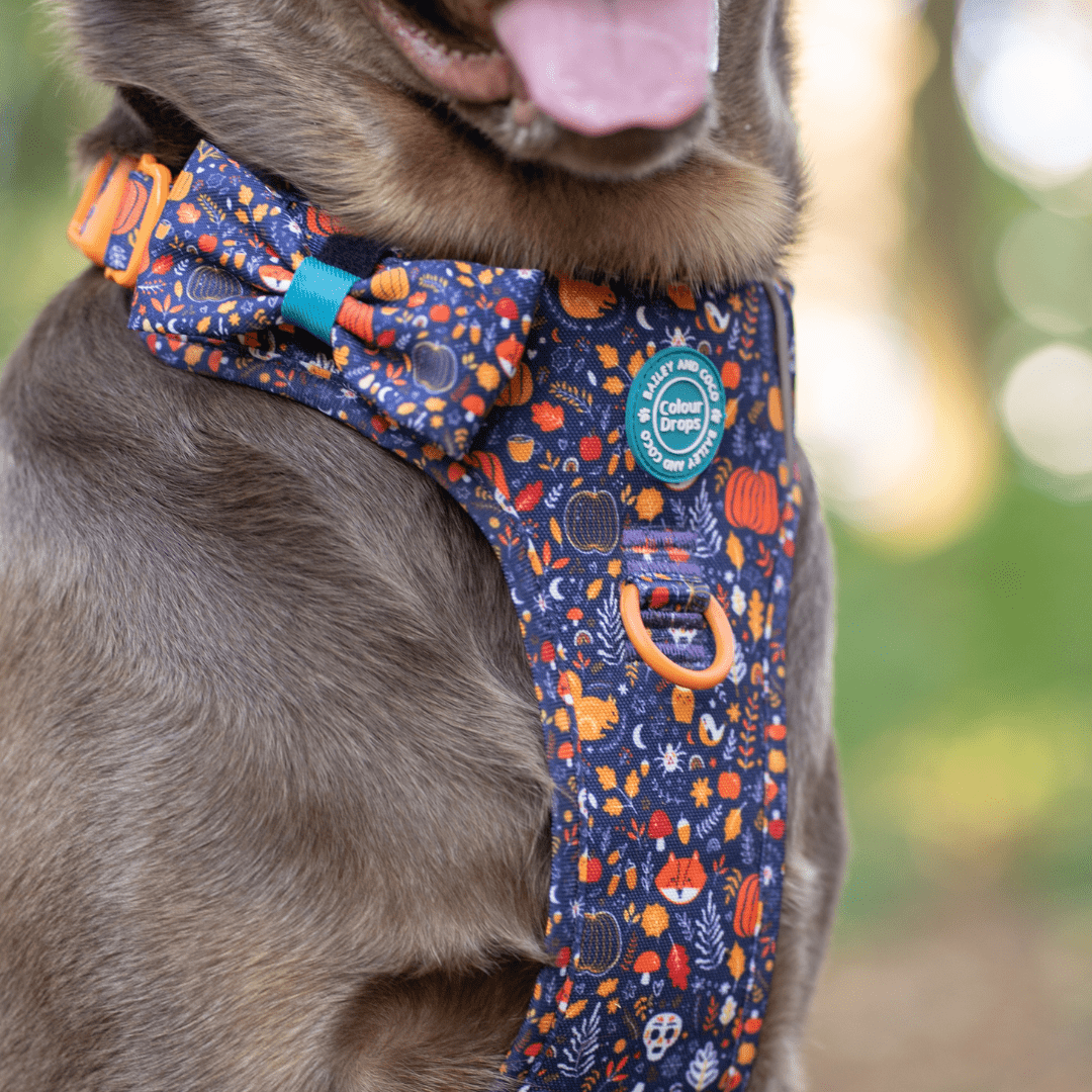 Bow Tie - COLOUR DROPS® - Bewitched - Bailey and Coco (UK)