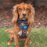 Bow Tie - COLOUR DROPS® - Bewitched - Bailey and Coco (UK)