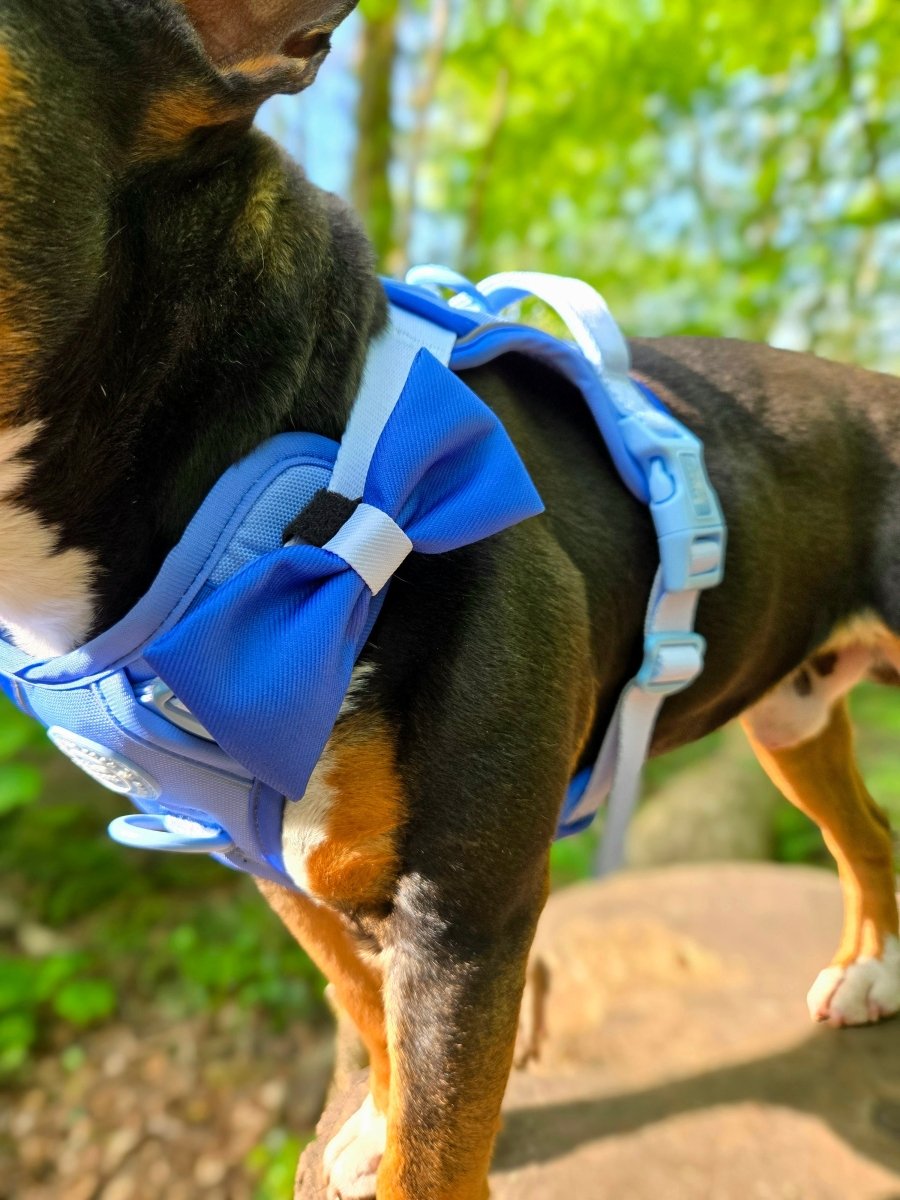 Bow Tie - COLOUR DROPS® - Head in the Clouds - Bailey and Coco (UK)