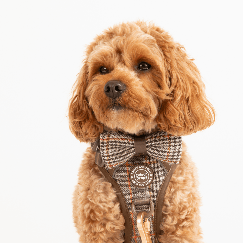 Bow Tie - Colour Drops - Heritage Plaid - Bailey and Coco (UK)