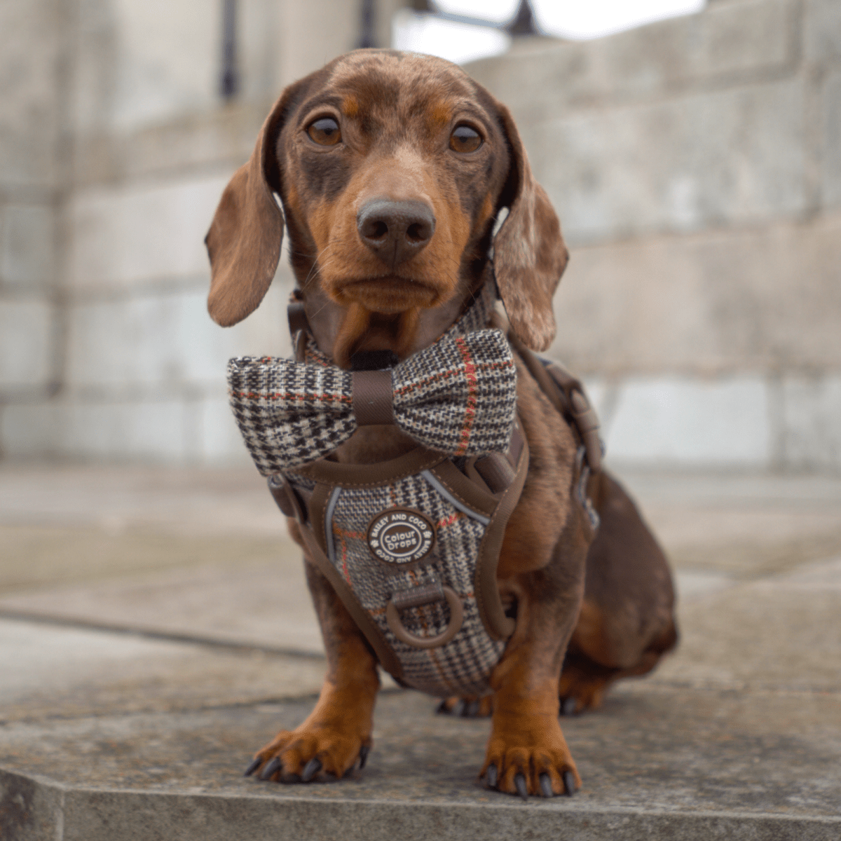 Bow Tie - Colour Drops - Heritage Plaid - Bailey and Coco (UK)