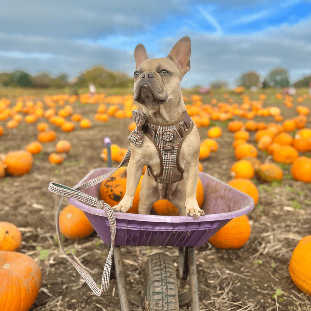 Bow Tie - Colour Drops - Heritage Plaid - Bailey and Coco (UK)