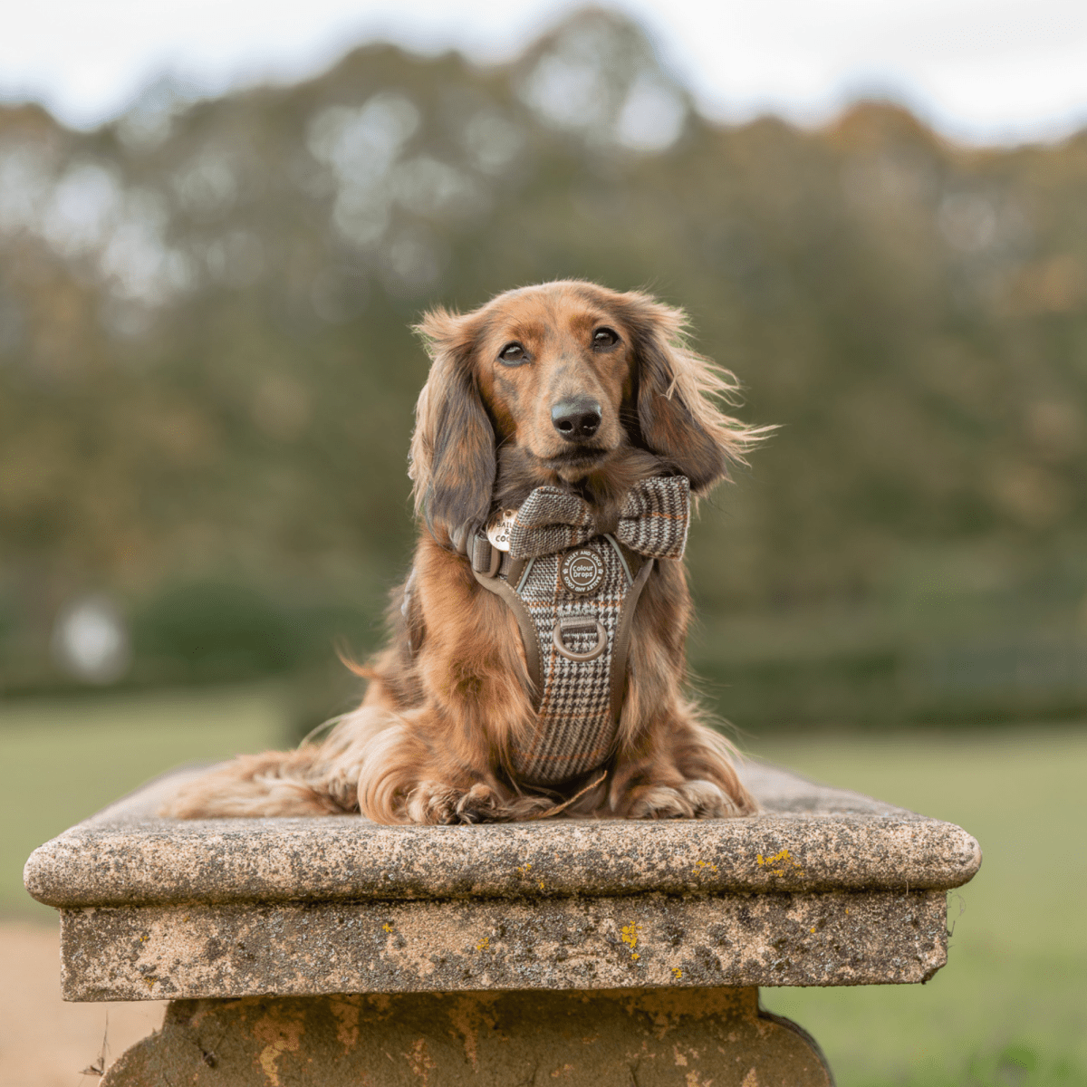 Bow Tie - Colour Drops - Heritage Plaid - Bailey and Coco (UK)