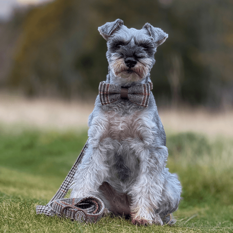 Bow Tie - Colour Drops - Heritage Plaid - Bailey and Coco (UK)