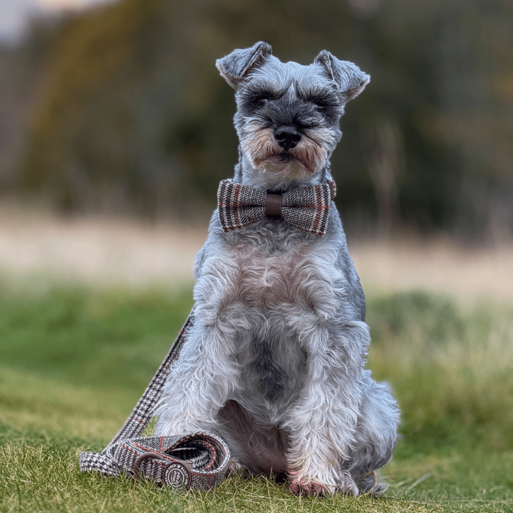 Bow Tie - Colour Drops - Heritage Plaid - Bailey and Coco (UK)