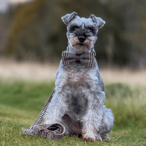 Bow Tie - Colour Drops - Heritage Plaid - Bailey and Coco (UK)