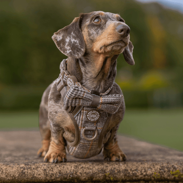 Bow Tie - Colour Drops - Heritage Plaid - Bailey and Coco (UK)