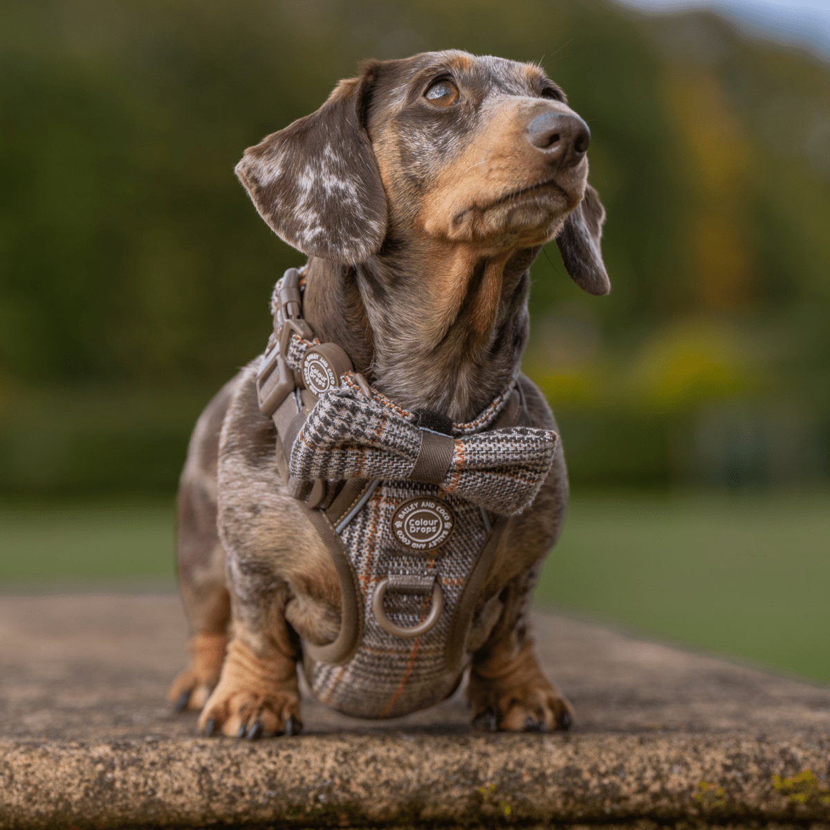 Bow Tie - Colour Drops - Heritage Plaid - Bailey and Coco (UK)