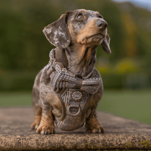 Bow Tie - Colour Drops - Heritage Plaid - Bailey and Coco (UK)