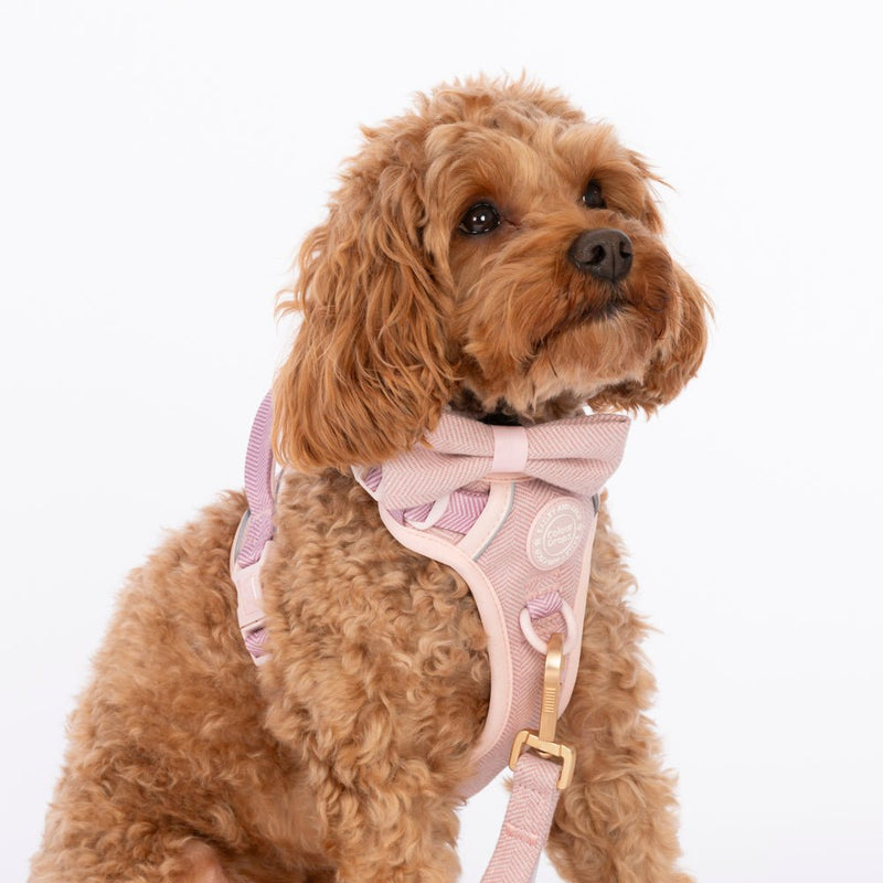 Bow Tie - Colour Drops - Lavender Tweed - Bailey and Coco (UK)