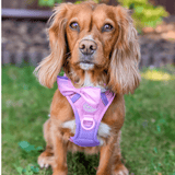 Bow Tie - COLOUR DROPS® - Love that for you - Bailey and Coco (UK)
