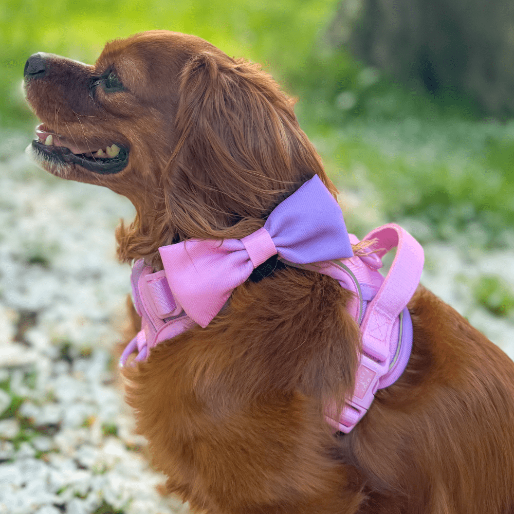 Bow Tie - COLOUR DROPS® - Love that for you - Bailey and Coco (UK)