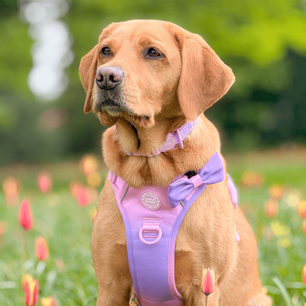 Bow Tie - COLOUR DROPS® - Love that for you - Bailey and Coco (UK)