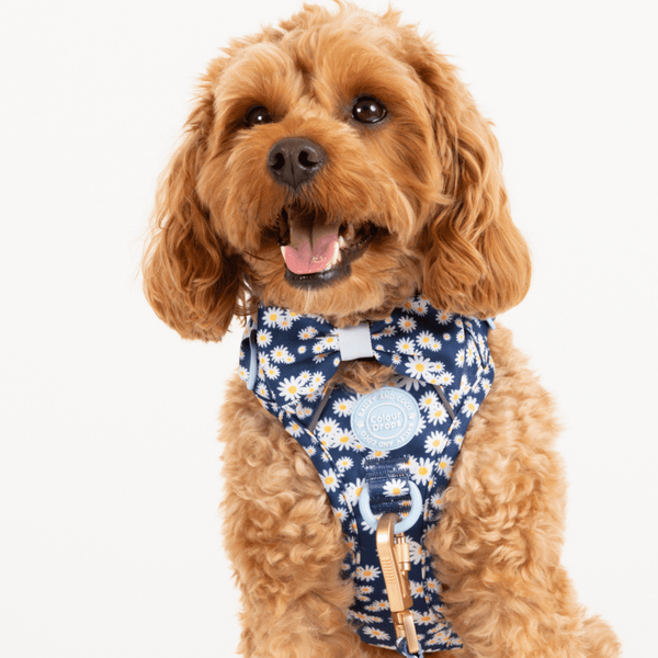 Bow Tie - Colour Drops - Loves me, Loves me not - Bailey and Coco (UK)