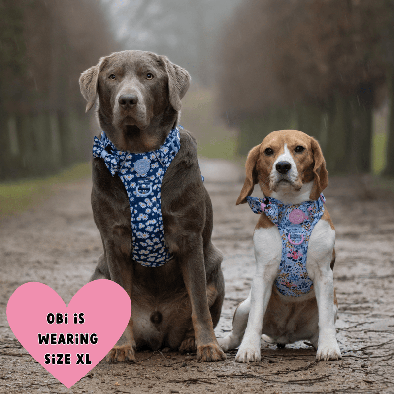 Bow Tie - Colour Drops - Loves me, Loves me not - Bailey and Coco (UK)