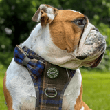 Bow Tie - Colour Drops - Mayfair Tweed - Bailey and Coco (UK)