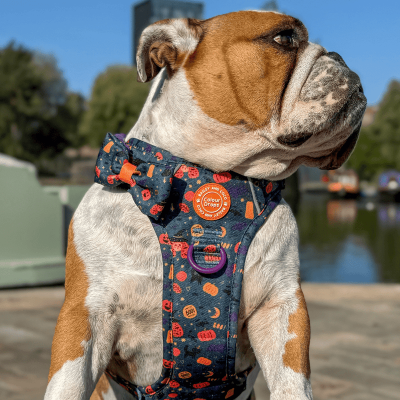 Bow Tie - Colour Drops - Spellbound Autumn - Bailey and Coco (UK)