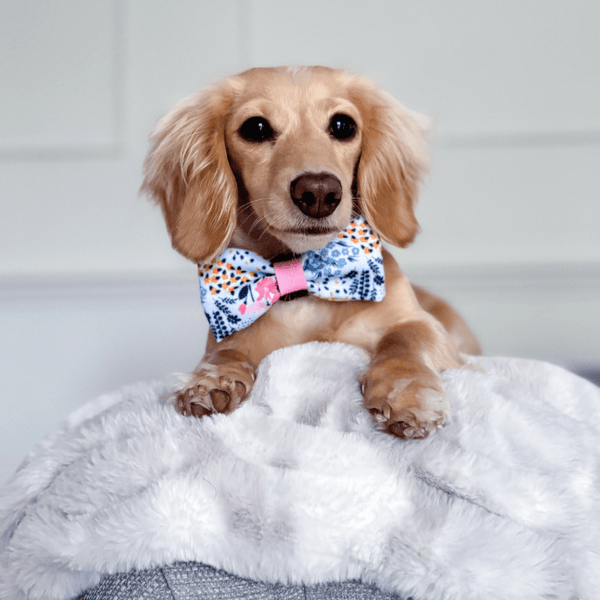 Bow Tie - Colour Drops - Spring Dreams - alternate view