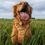 Bow Tie - Colour Drops - Wanna - Bee - Bailey and Coco (UK)