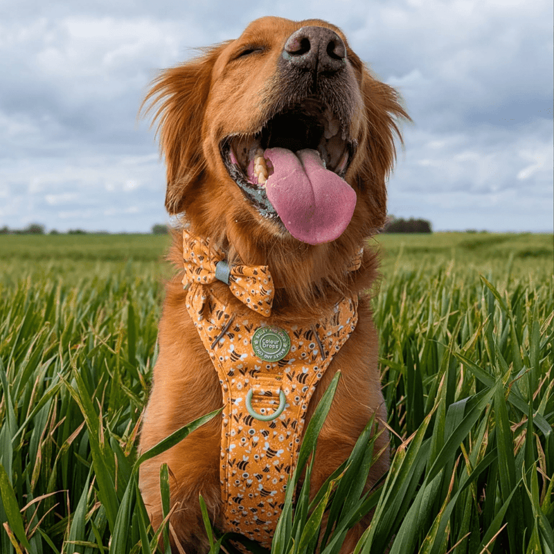 Bow Tie - Colour Drops - Wanna - Bee - Bailey and Coco (UK)