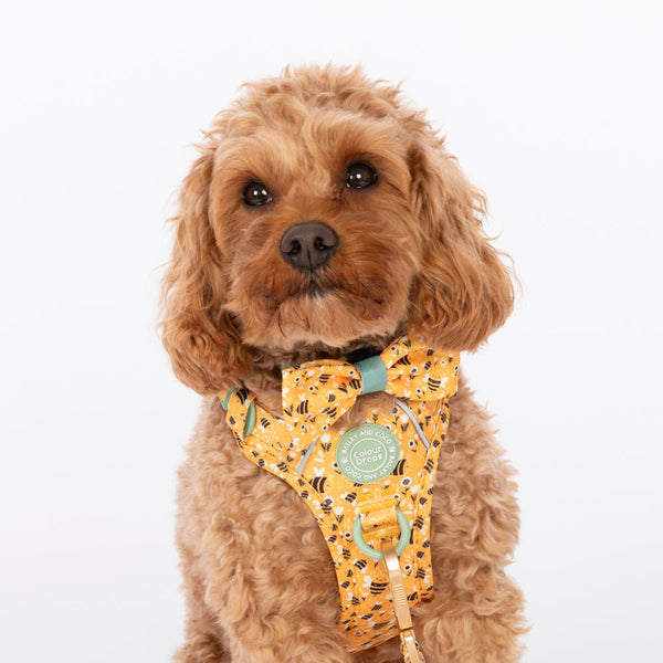 Bow Tie - Colour Drops - Wanna - Bee - Bailey and Coco (UK)