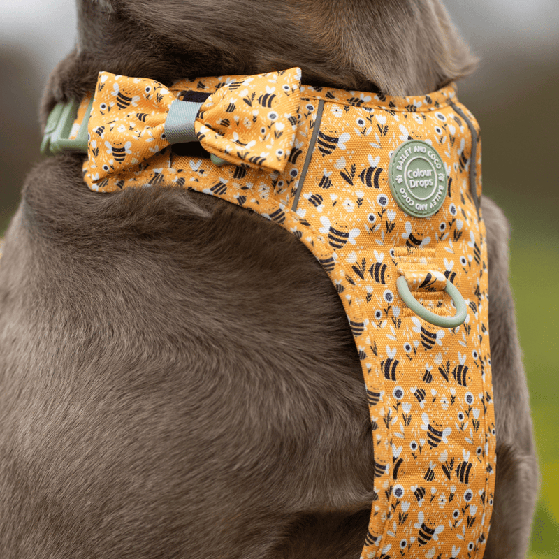 Bow Tie - Colour Drops - Wanna - Bee - Bailey and Coco (UK)