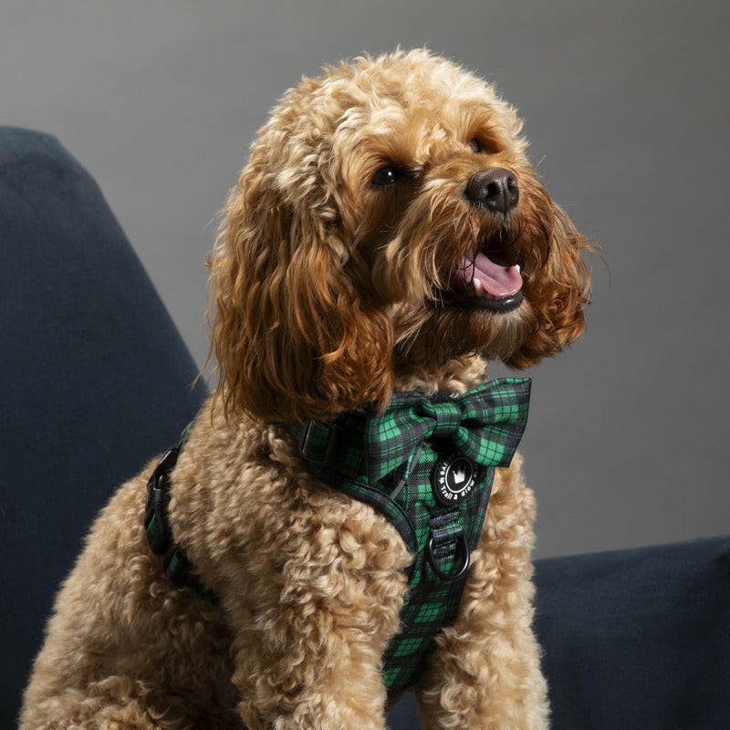Bow Tie - Tartan Green - Bailey and Coco (UK)