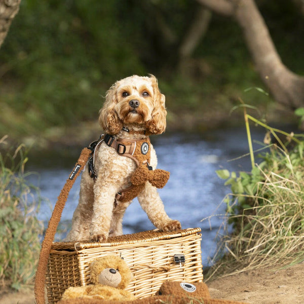 Bow Tie - Teddy Bear - Bailey and Coco (UK)