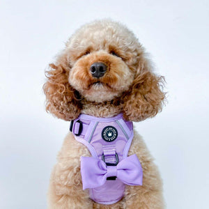 Bow Tie - The Lilac One - Bailey and Coco (UK)