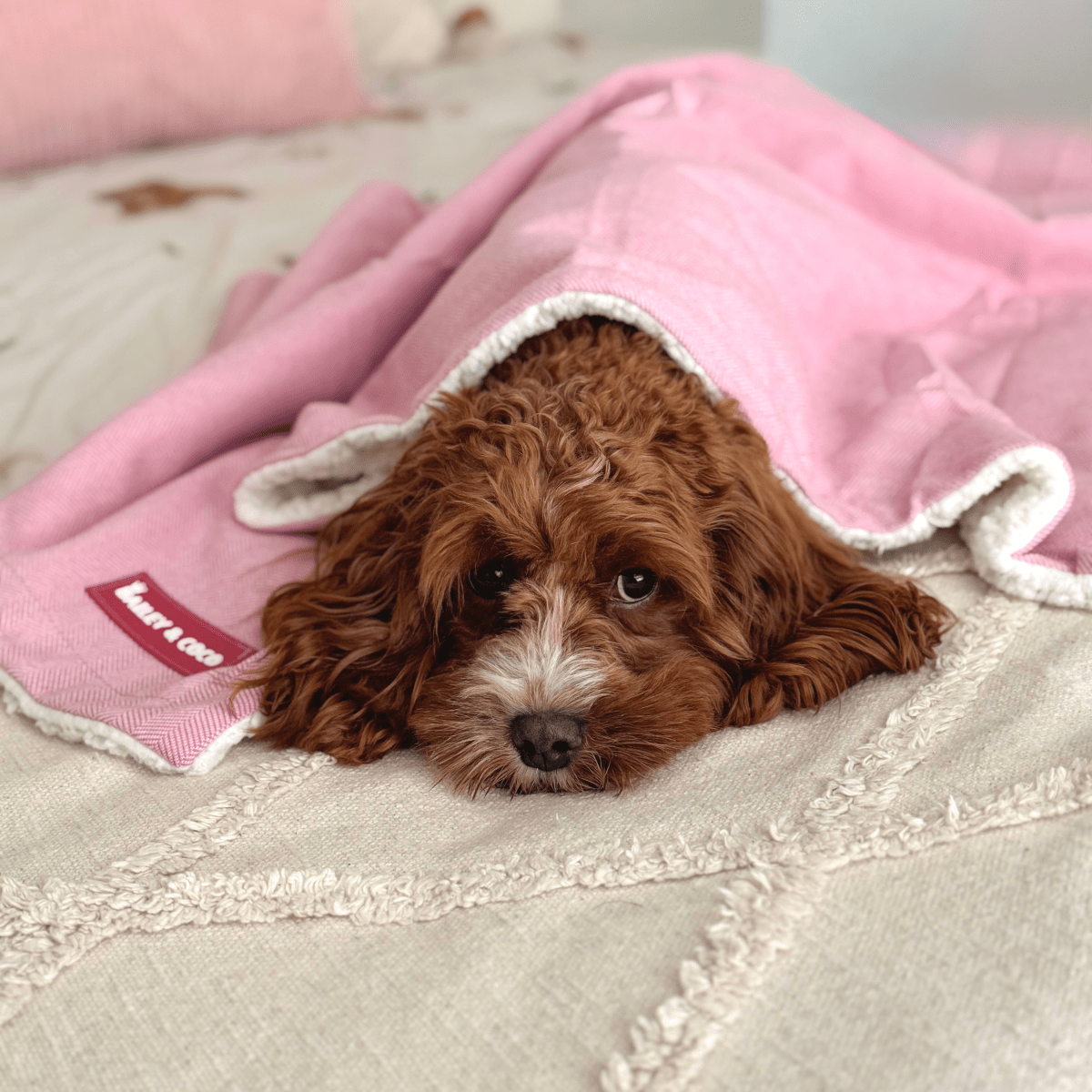 Bubblegum Pink Tweed Dog Blanket - Soft Sherpa Lined - Bailey and Coco (UK)