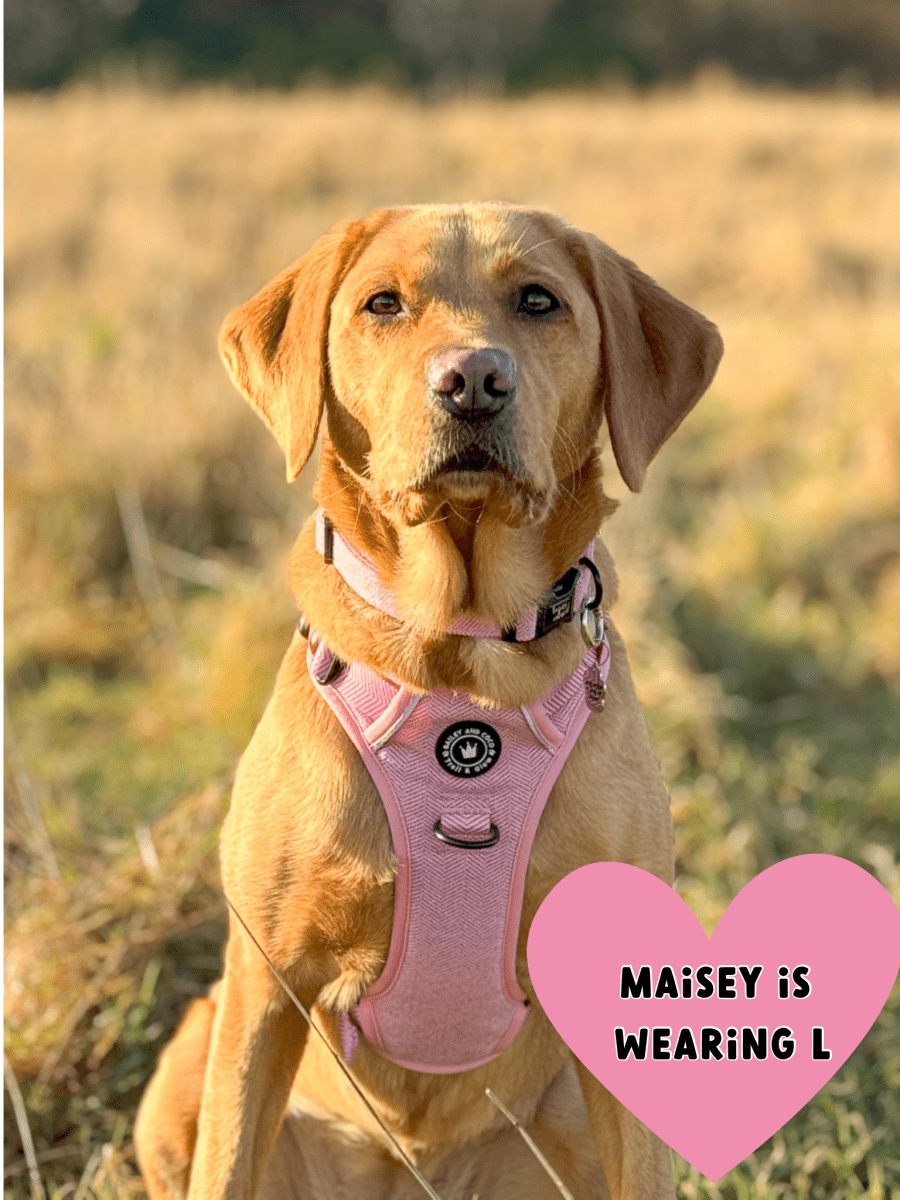 labrador no pull harness