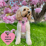 cockapoo harness