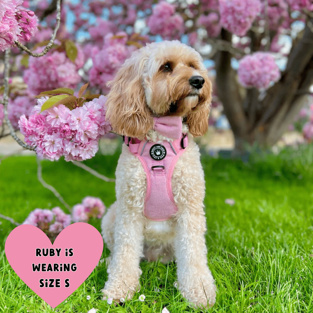 cockapoo harness