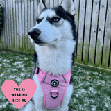 husky wearing a harness
