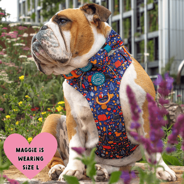 Bulldog wearing Bailey & Coco Colour Drops Bewitched dog harness and matching bow tie bundle in size large sitting among colourful flowers in a UK city garden