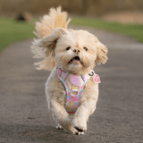 Candy Floss Adjustable Dog Harness, Lead, Collar & Latte Dog Walking Bag Bundle - Bailey and Coco (UK)