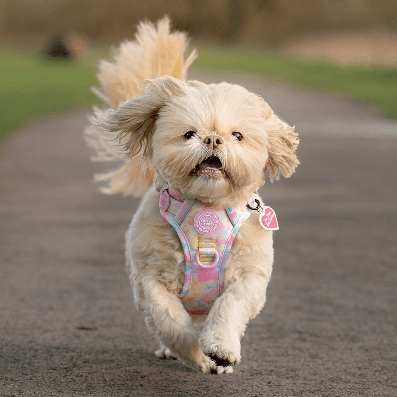 Candy Floss Adjustable Dog Harness, Lead, Collar & Latte Dog Walking Bag Bundle - Bailey and Coco (UK)