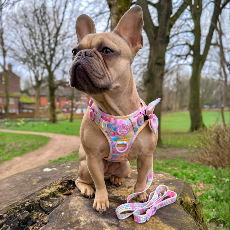 Candy Floss Adjustable Dog Harness, Lead, Collar & Latte Dog Walking Bag Bundle - Bailey and Coco (UK)