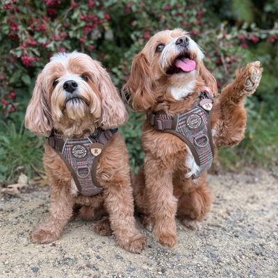 Cavapoo